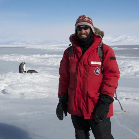 A man stands near penguins