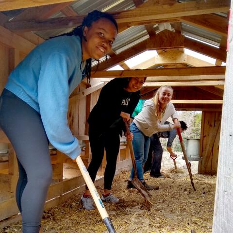 College students shovel manure in a livestock barn