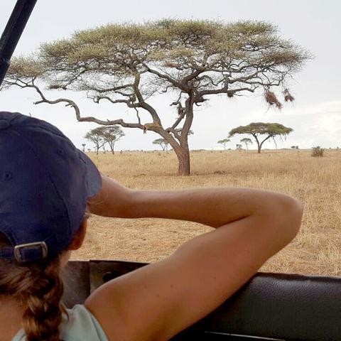 A woman observing a lion in a tree