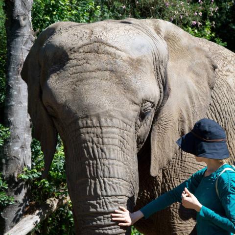 A woman pets an elephant on the trunk