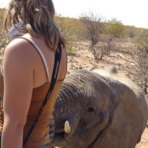 A young elaphant approaches a woman