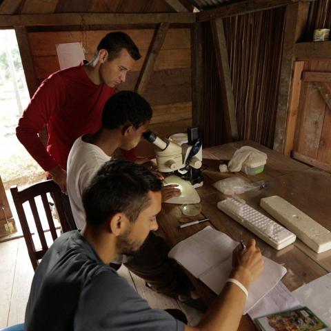 Students study mosquitos under a microscope