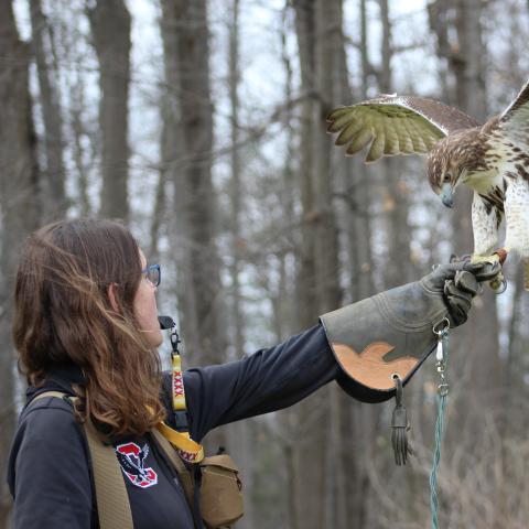 A hawk lands on the arm of a woman standing in the woods
