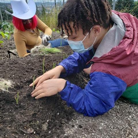 Two people planting onion seedlings.