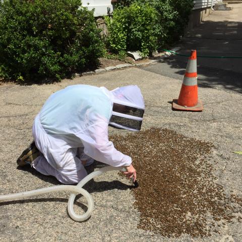 A person in a beekeeping suite vaccums bees off of the ground