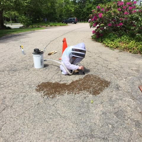 A person in a beekeeping suite vaccums bees off of the ground