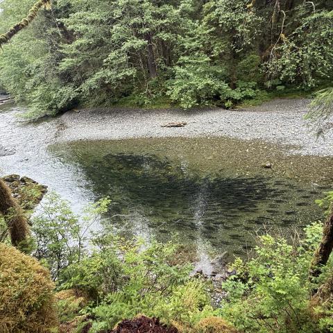 Kaasda Heen bluff pinks