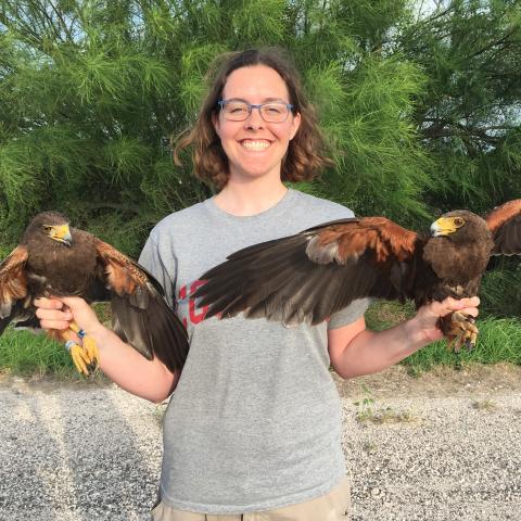 A woman holds two Harris's hawks