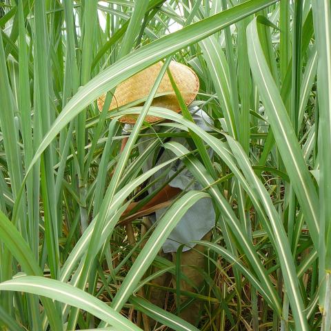 A young man stands in a sugarcane field