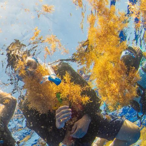 A snorkeler swimming with seaweed
