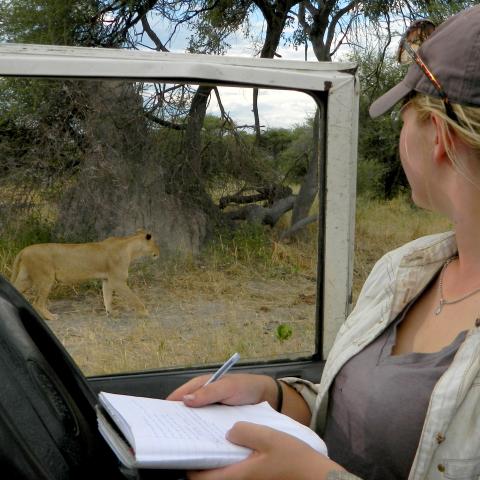 A woman in a jeep observes a lion