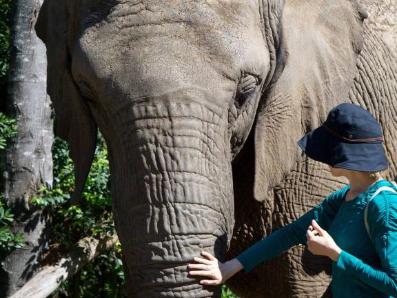 A woman pets an elephant on the trunk