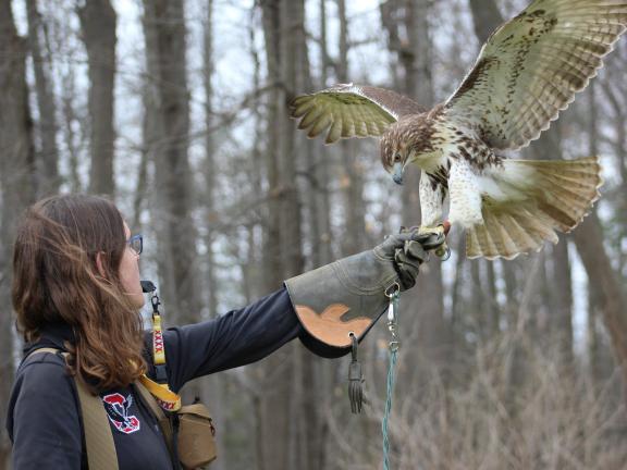 A hawk lands on the arm of a woman standing in the woods
