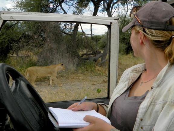 A woman in a jeep observes a lion