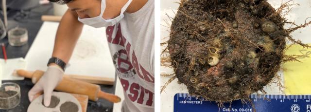 A student prepares algae pucks in a mold.