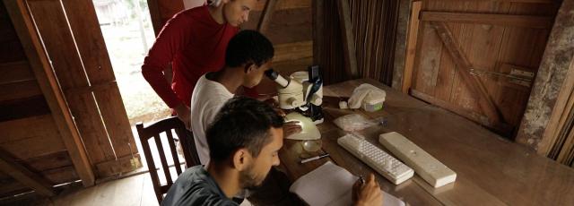 Students study mosquitos under a microscope