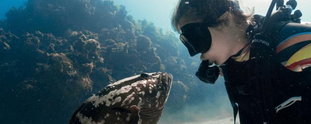A woman in SCUBA gear comes face-to-face with a grouper